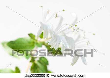 Honeysuckle, focus on foreground View Large Photo Image Stock Image - Honeysuckle, focus on foreground. Fotosearch