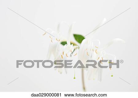 Honeysuckle View Large Photo Image Stock Image - Honeysuckle. Fotosearch