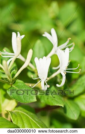 Stock Image - Honeysuckle. Fotosearch