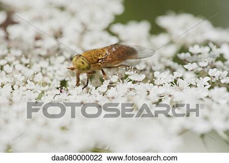 Stock Image - Horse fly perching on Queen Anne's lace flowers drinking pollen. Fotosearch