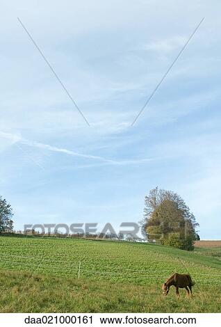 Stock Image - Horse grazing in green pasture. Fotosearch