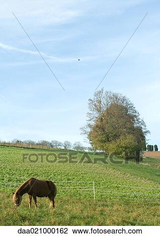 Horse grazing in green pasture View Large Photo Image Stock Image - Horse grazing in green pasture. Fotosearch