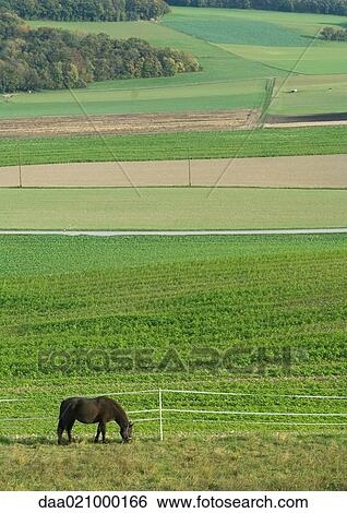Horse grazing in green pasture View Large Photo Image Stock Photograph - Horse grazing in green pasture. Fotosearch