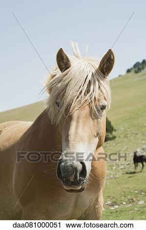 Horse in field View Large Photo Image Stock Image - Horse in field. Fotosearch