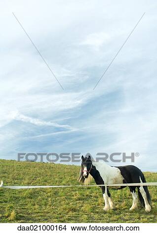 Horse in green pasture View Large Photo Image Picture - Horse in green pasture. Fotosearch