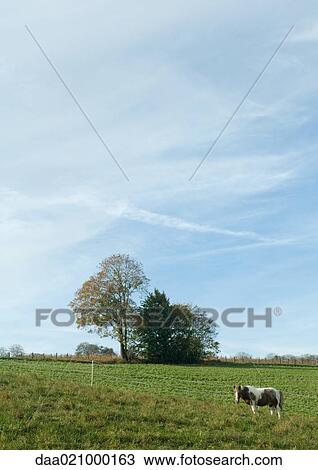 Stock Image - Horse in green pasture. Fotosearch