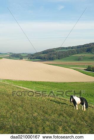 Stock Photo - Horse in green pasture. Fotosearch