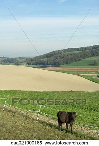 Stock Photography - Horse in pasture. Fotosearch