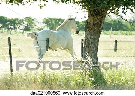 Horse running in pasture View Large Photo Image Stock Image - Horse running in pasture. Fotosearch