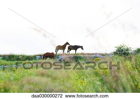 Horses in country meadow View Large Photo Image Stock Image - Horses in country meadow. Fotosearch