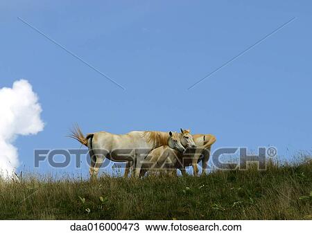 Horses in field View Large Photo Image Stock Image - Horses in field. Fotosearch