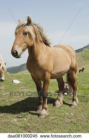 Horses in field View Large Photo Image Stock Photography - Horses in field. Fotosearch