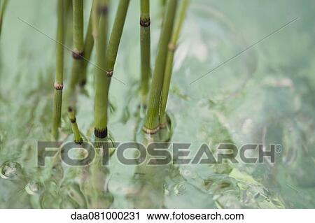 Horsetail rush (Equisetum hyemale) submerged in water View Large Photo Image Stock Image - Horsetail rush (Equisetum hyemale) submerged in water. Fotosearch