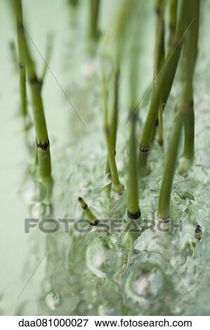 Horsetail rush (Equisetum hyemale) submerged in water View Large Photo Image Stock Photo - Horsetail rush (Equisetum hyemale) submerged in water. Fotosearch