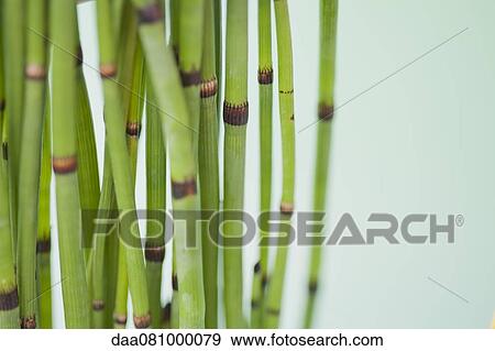 Horsetail rush (Equisetum hyemale) View Large Photo Image Stock Photo - Horsetail rush (Equisetum hyemale). Fotosearch