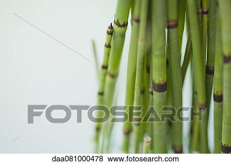 Horsetail rush (Equisetum hyemale) View Large Photo Image Stock Photo - Horsetail rush (Equisetum hyemale). Fotosearch