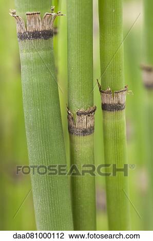 Stock Image - Horsetail rushes, close-up. Fotosearch