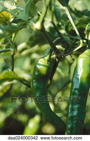 Hot peppers growing in vegetable garden, close-up View Large Photo Image Stock Image - Hot peppers growing in vegetable garden, close-up. Fotosearch