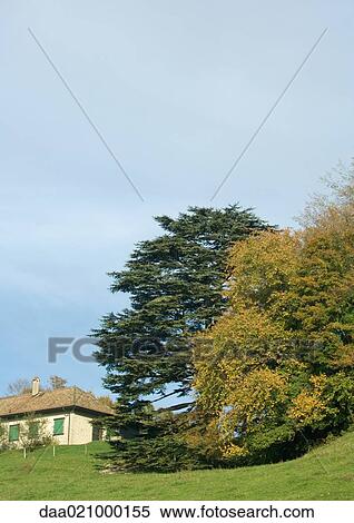 House and trees View Large Photo Image Stock Photography - House and trees. Fotosearch