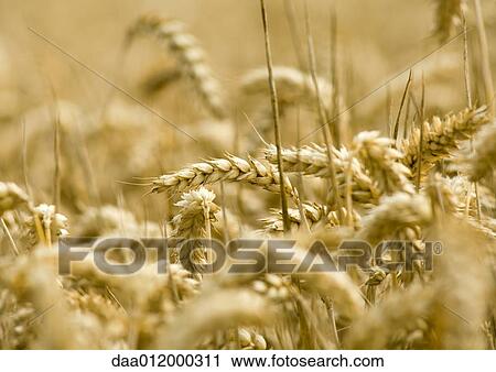 Stock Image - Husks of wheat. Fotosearch