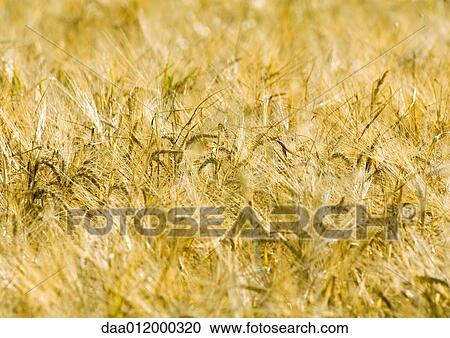 Stock Image - Husks of wheat. Fotosearch