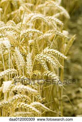 Husks of wheat View Large Photo Image Stock Photo - Husks of wheat. Fotosearch