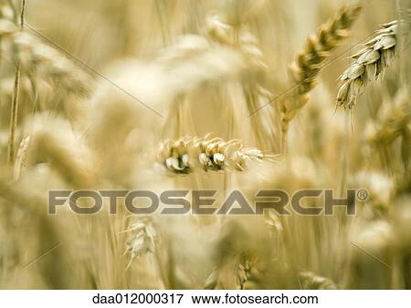 Husks of wheat View Large Photo Image Stock Photo - Husks of wheat. Fotosearch