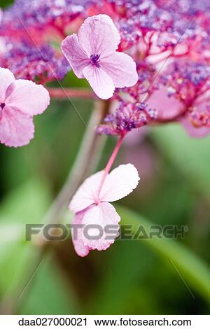 Hydrangea flowers, close-up View Large Photo Image Stock Image - Hydrangea flowers, close-up. Fotosearch
