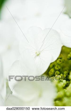 Hydrangea flowers, close-up View Large Photo Image Stock Image - Hydrangea flowers, close-up. Fotosearch
