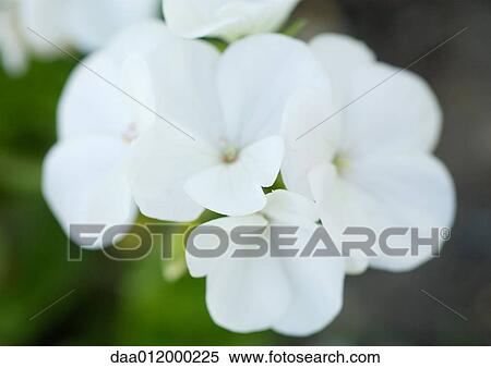 Stock Photography - Hydrangea flowers. Fotosearch