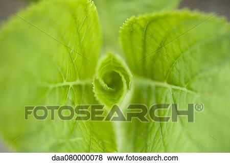 Stock Photo - Hydrangea leaves, close-up. Fotosearch