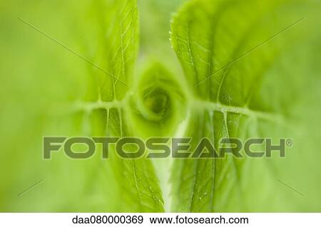 Hydrangea leaves, close-up View Large Photo Image Stock Photo - Hydrangea leaves, close-up. Fotosearch