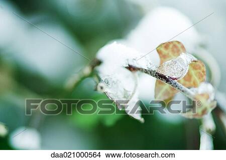 Picture - Ice-covered ivy. Fotosearch
