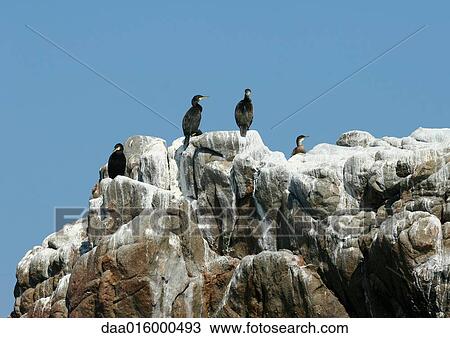 Ile de Brehat, Brittany, France, Common shags (Phalacrocorax aristotelis), cormorants, perched on rock View Large Photo Image Stock Image - Ile de Brehat, Brittany, France, Common shags (Phalacrocorax aristotelis), cormorants, perched on rock. Fotosearch
