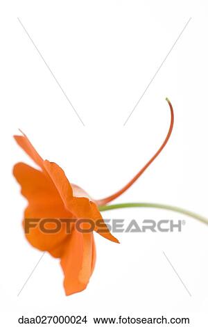 Picture - Impatiens flower, close-up. Fotosearch