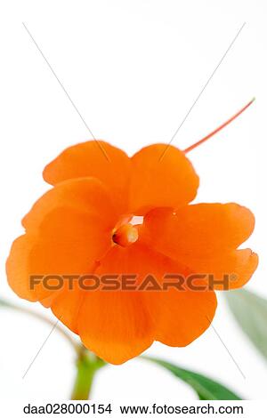 Impatiens flower, close-up View Large Photo Image Picture - Impatiens flower, close-up. Fotosearch
