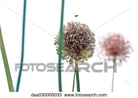 Stock Image - Insect hovering over allium blossom. Fotosearch