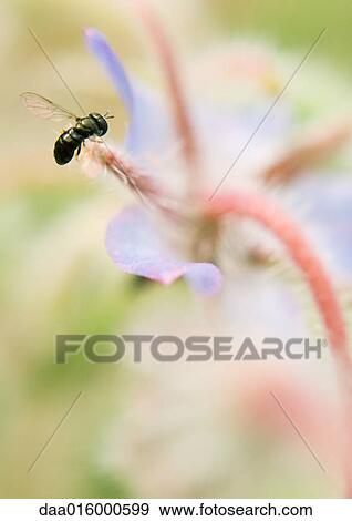 Stock Photo - Insect on flower, extreme close-up. Fotosearch