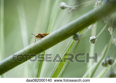 Stock Image - Insect on plant stem. Fotosearch