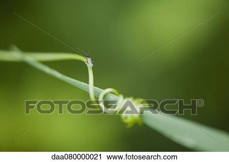 Insect on tendril coiling around blade of grass View Large Photo Image Stock Image - Insect on tendril coiling around blade of grass. Fotosearch