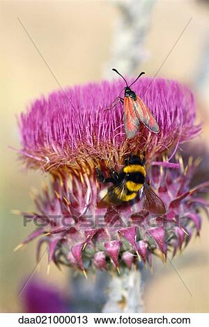 Insects on thistle flower View Large Photo Image Stock Image - Insects on thistle flower. Fotosearch