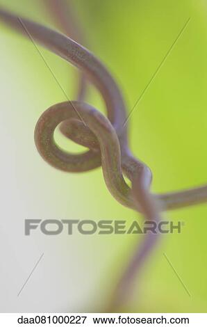 Intertwined tendrils, close-up View Large Photo Image Stock Photo - Intertwined tendrils, close-up. Fotosearch