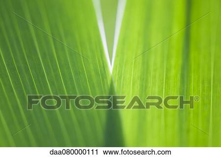 Iris leaves, close-up View Large Photo Image Stock Image - Iris leaves, close-up. Fotosearch