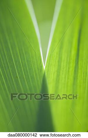 Iris leaves, close-up View Large Photo Image Stock Image - Iris leaves, close-up. Fotosearch