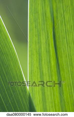 Iris leaves, close-up View Large Photo Image Stock Photography - Iris leaves, close-up. Fotosearch