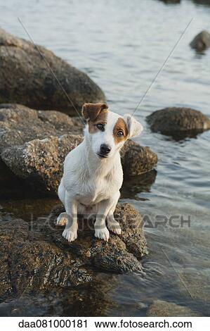 Jack Russell terrier sitting on rock by sea View Large Photo Image Stock Image - Jack Russell terrier sitting on rock by sea. Fotosearch