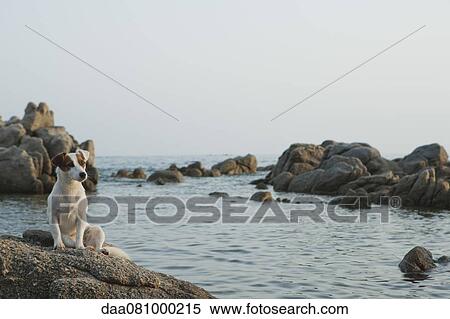 Jack Russell terrier sitting on rock by sea View Large Photo Image Stock Photography - Jack Russell terrier sitting on rock by sea. Fotosearch