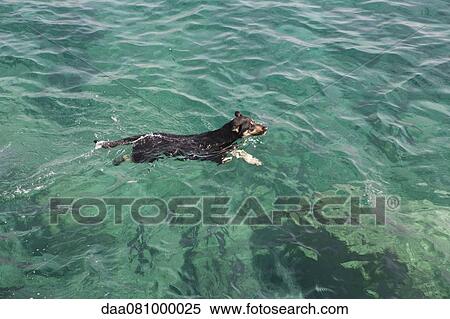 Jack Russell terrier swimming in ocean View Large Photo Image Stock Photography - Jack Russell terrier swimming in ocean. Fotosearch