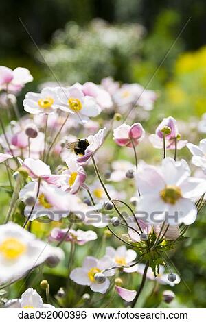 Japanese anemone flowers (Anemone hupehensis) View Large Photo Image Stock Photograph - Japanese anemone flowers (Anemone hupehensis). Fotosearch
