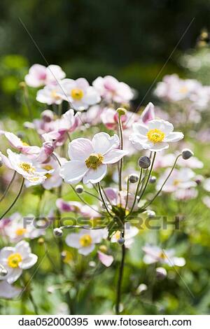 Japanese anemone flowers (Anemone hupehensis) View Large Photo Image Stock Photography - Japanese anemone flowers (Anemone hupehensis). Fotosearch